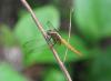 Orthetrum chrysis